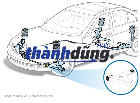 Càng A dưới